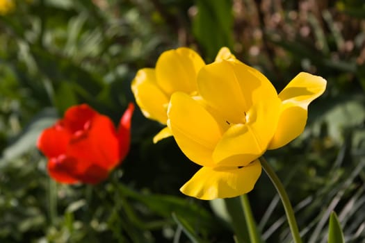 Tulips in spring