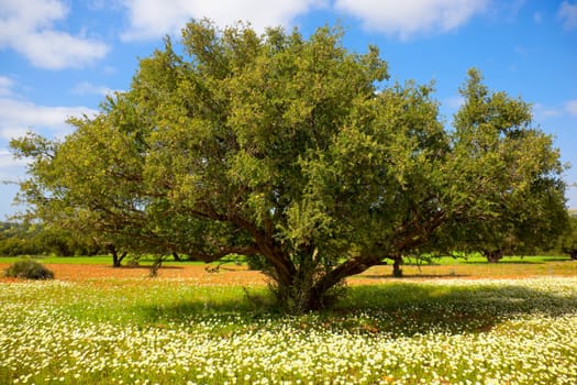 Argan tree with nuts on branches. Concept for the healthy oil made of argan nuts, for health, culinary use, massage oil, and cosmetics.