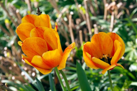 Tulips in spring