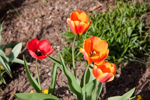 Tulips in spring