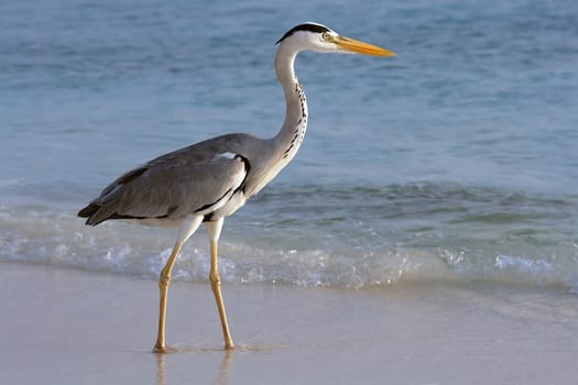 A heron foraging by the sea