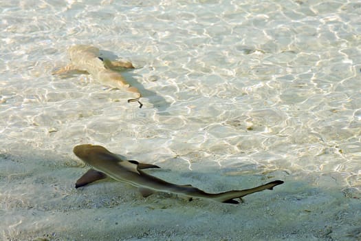 Two blacktip reef sharks in shallow water