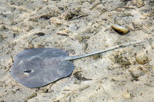 Gray ray near shore