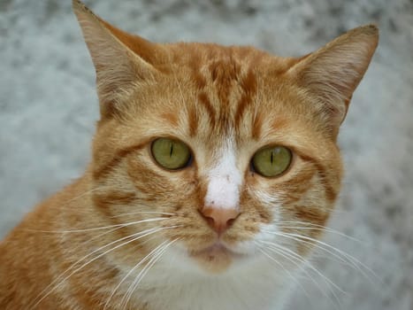 Portrait of a beautiful red and white young cat