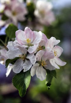Apple blossoms