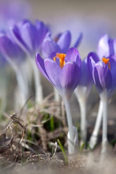 Springtime