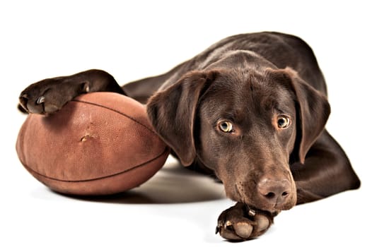 Dog resting his paw on American football. Photo isolated on white background.