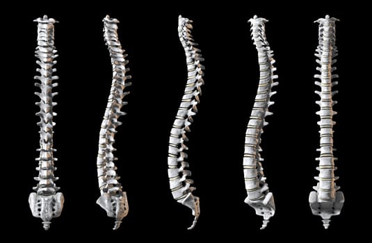 A total of five human spines shown at 5 angles to rerveal the whole object. Clipping Path Included!!!