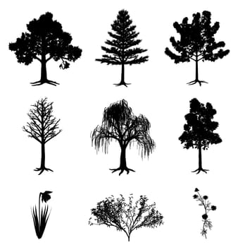 Collection of 6 trees, narcissus, chamomile and bush on isolated white background.