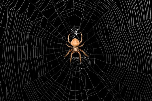 Large spider in the center of a web on a black background