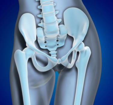 A Medical Illustration of the Pelvis Region