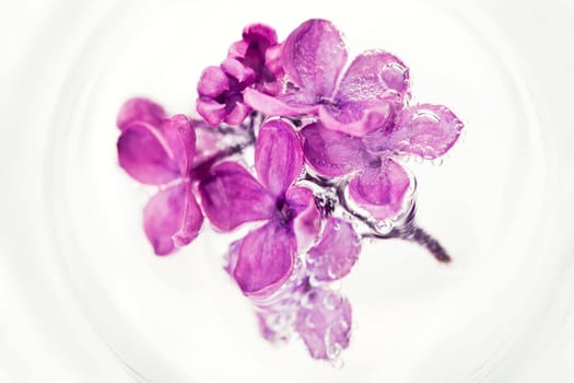 Lilac in the water