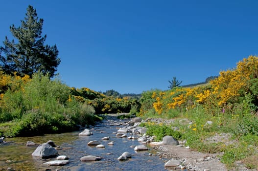 Broom bushes along a torrent
