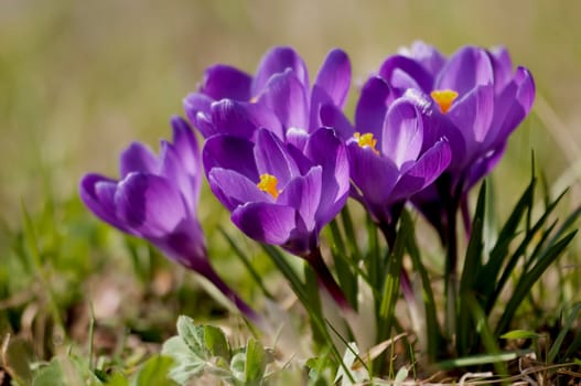 Spring Messengers