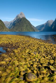 Milford Sound with Mitre Peak