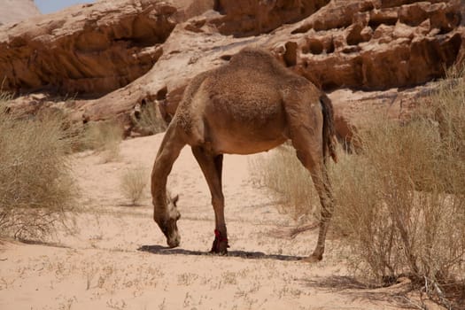 Dromedary in the Wadi Rum Desert in Jordan