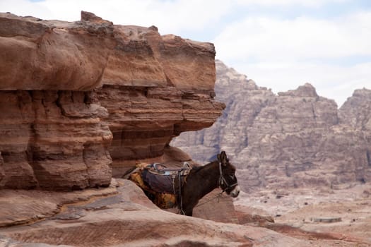 Donkeys in Petra/Jordan