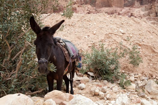Donkeys in Petra/Jordan