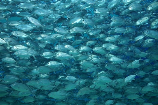 I photographed this school of mackerel or jackfish in the waters of the Philippines.
