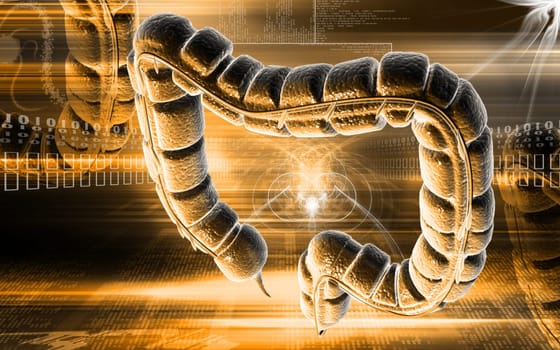 Digital illustration of large intestine in colour background
