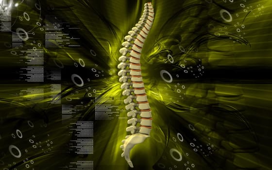 Digital illustration of back bone in colour background