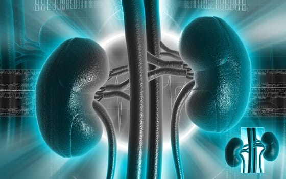 Digital illustration of kidney in colour background