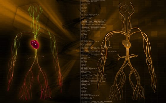 Digital illustration of vascular system in colour background