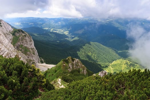 a green pine forest in Piatra Craiului Mountains, Romania