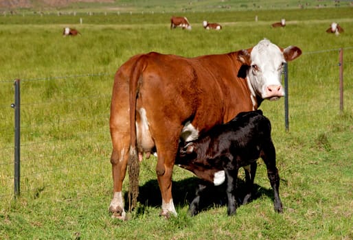 Suckler cow suckling