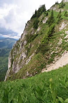 a field of green plants near a mountain slope