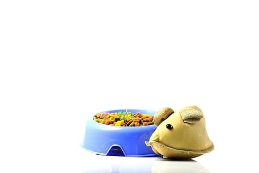 Everything for the cat