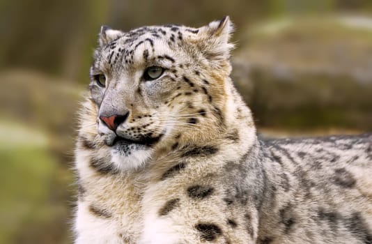 Snow leopard