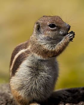 Atlas Squirrel
