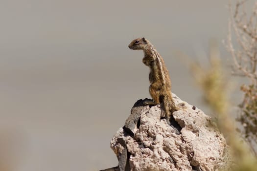 Atlas Squirrel
