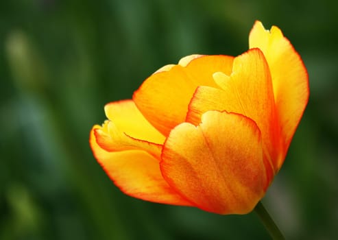 Tulip blossom
