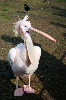 Pink pelican on brown ground, outdoor shoot