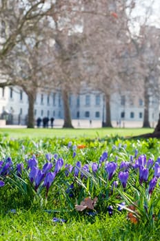 Crocus on green grass, spring outdoor shoot