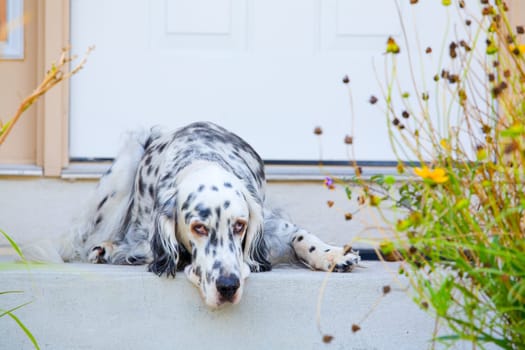 English setter is waiting on the steps by the front door.