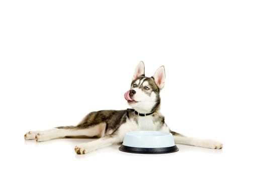 Siberian Husky puppy lays next to the bowl after finishing his meal