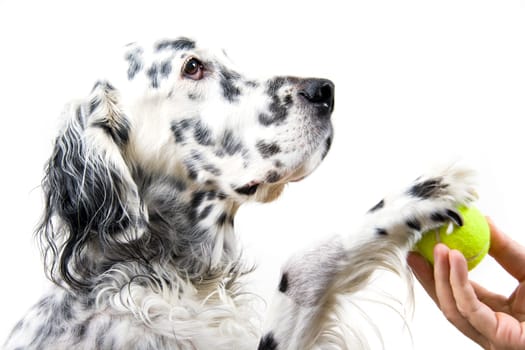 An English Setter and his owner play with a tennis ball