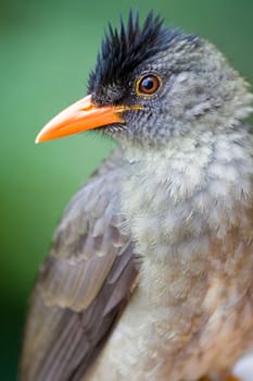 Seychelles bulbul (Hypsipetes crassirostris)-  one of the most common bird species on Seychelles islands.