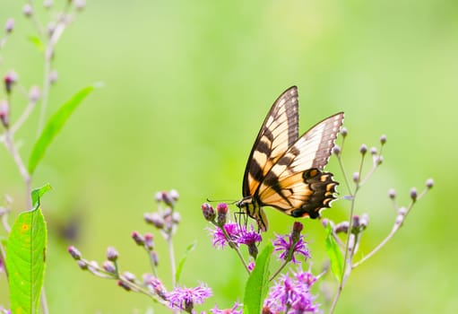 Closeup view of a Tiger Swallowtail butterfly sitting on a flower