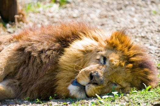 Lion is sleeping in the sun at feline rescue center in Indiana