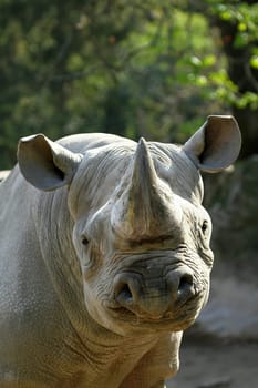 Black rhinoceros