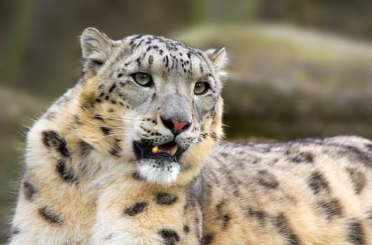 Snow Leopard 2