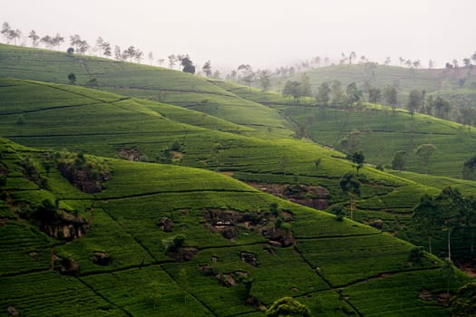 migreen tee terrasses in the highland from Sri Lanka in fog near nuwara Eliya