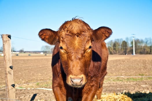 friendly cattle on straw with blue sky