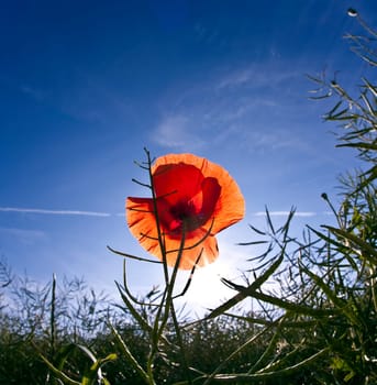 poppy flower in meadow in morning light