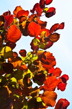 beautiful leaves from a birch in red colors