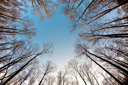crown of trees with clear blue sky and harmonic branch structure